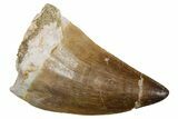 Fossil Mosasaur (Hainosaurus) Tooth - Morocco #353208-1